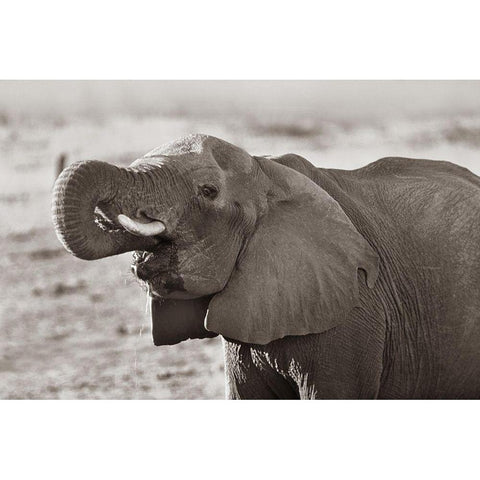 African elephant drinking-Zimbabwe Sepia White Modern Wood Framed Art Print by Fitzharris, Tim