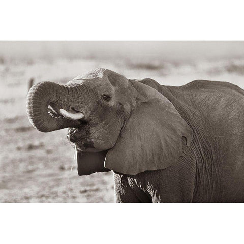 African elephant drinking-Zimbabwe Sepia Black Modern Wood Framed Art Print by Fitzharris, Tim