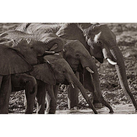 African elephants at a waterhole-Zimbabwe Sepia White Modern Wood Framed Art Print by Fitzharris, Tim