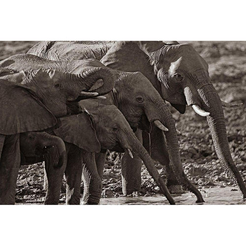 African elephants at a waterhole-Zimbabwe Sepia Black Modern Wood Framed Art Print with Double Matting by Fitzharris, Tim