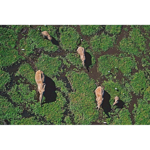 African elephants in marsh-Amboseli National Park-Kenya Black Modern Wood Framed Art Print with Double Matting by Fitzharris, Tim