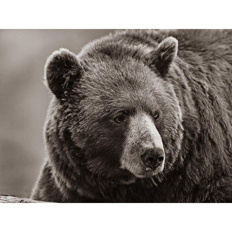 Cinnamon Black Bear Sepia White Modern Wood Framed Art Print by Fitzharris, Tim