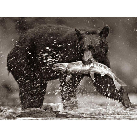 Black bear with Salmon Sepia Gold Ornate Wood Framed Art Print with Double Matting by Fitzharris, Tim