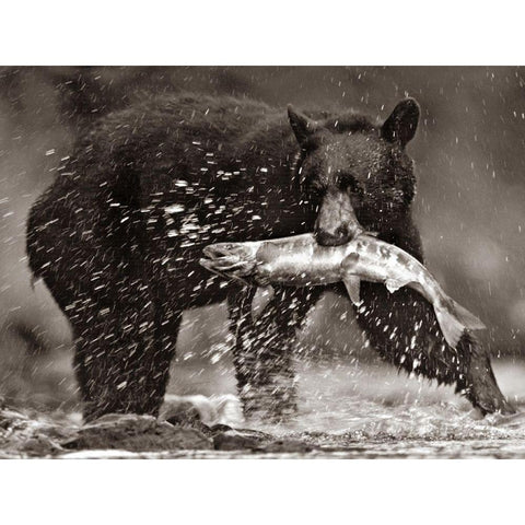 Black bear with Salmon Sepia Black Modern Wood Framed Art Print by Fitzharris, Tim