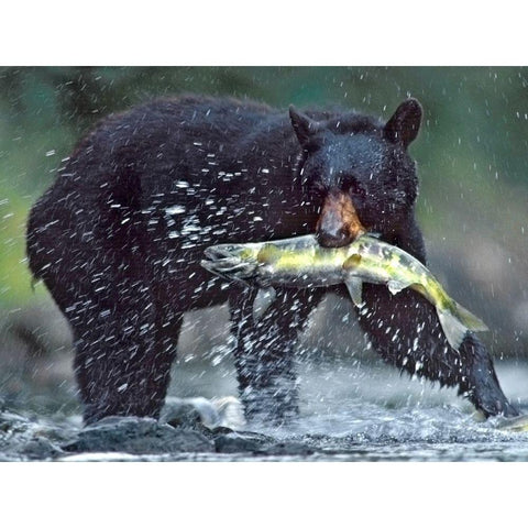 Black bear with Salmon Gold Ornate Wood Framed Art Print with Double Matting by Fitzharris, Tim