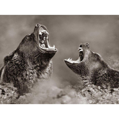 Grizzly bears Sepia Gold Ornate Wood Framed Art Print with Double Matting by Fitzharris, Tim