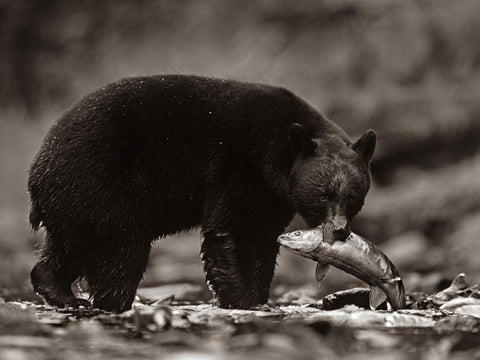 Black bear with salmon Sepia Black Ornate Wood Framed Art Print with Double Matting by Fitzharris, Tim