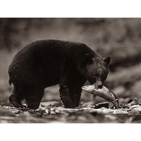 Black bear with salmon Sepia Gold Ornate Wood Framed Art Print with Double Matting by Fitzharris, Tim