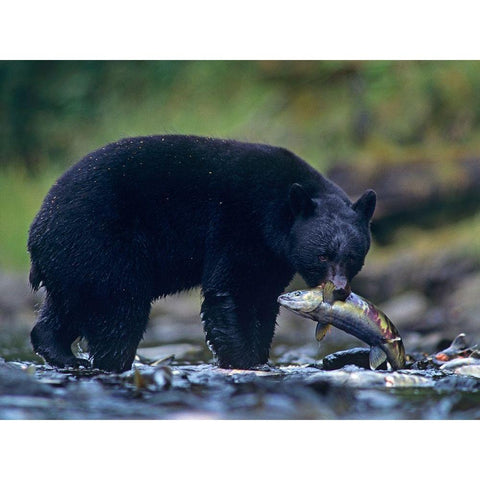 Black bear with salmon Gold Ornate Wood Framed Art Print with Double Matting by Fitzharris, Tim