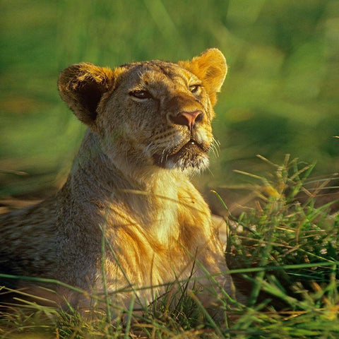 African Lioness sniffing Black Ornate Wood Framed Art Print with Double Matting by Fitzharris, Tim