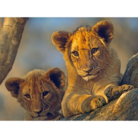African Lion babies Black Modern Wood Framed Art Print with Double Matting by Fitzharris, Tim