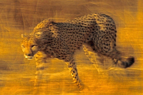 Cheetah prowling Black Ornate Wood Framed Art Print with Double Matting by Fitzharris, Tim