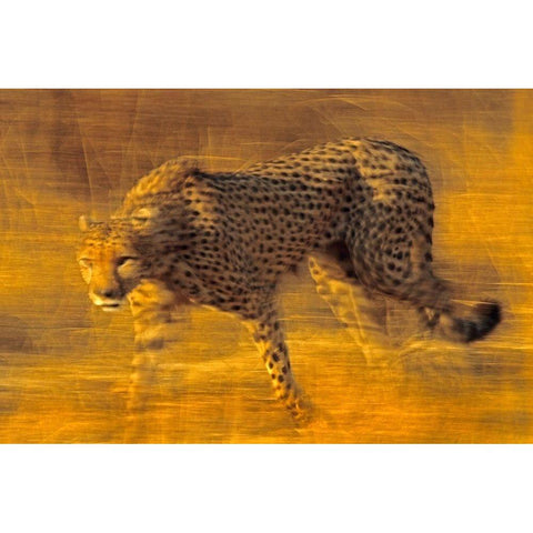 Cheetah prowling Gold Ornate Wood Framed Art Print with Double Matting by Fitzharris, Tim