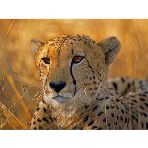 Cheetah White Modern Wood Framed Art Print by Fitzharris, Tim