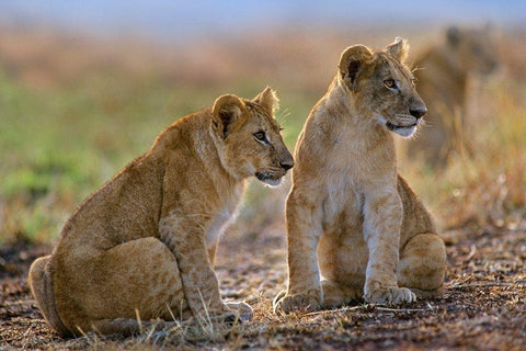 African Lion cubs White Modern Wood Framed Art Print with Double Matting by Fitzharris, Tim