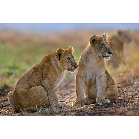African Lion cubs Black Modern Wood Framed Art Print with Double Matting by Fitzharris, Tim