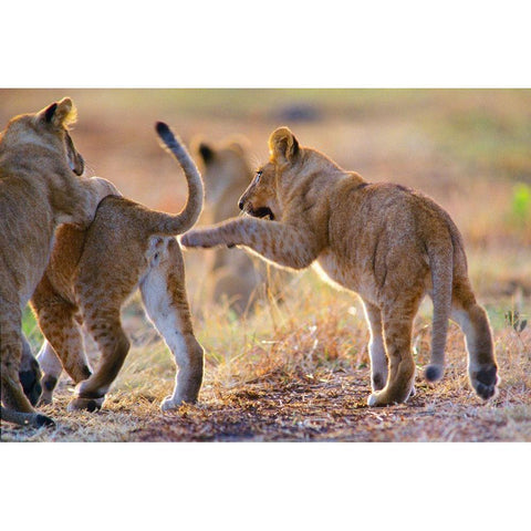 African Lion cubs playing White Modern Wood Framed Art Print by Fitzharris, Tim