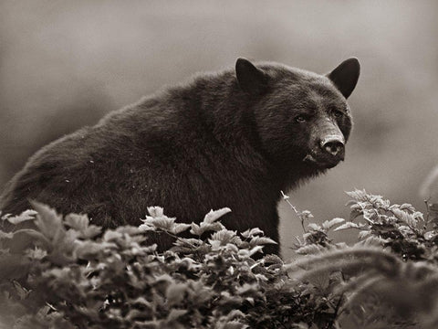 Black bear in Huckleberry Sepia White Modern Wood Framed Art Print with Double Matting by Fitzharris, Tim