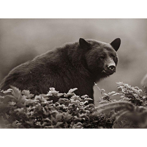 Black bear in Huckleberry Sepia White Modern Wood Framed Art Print by Fitzharris, Tim