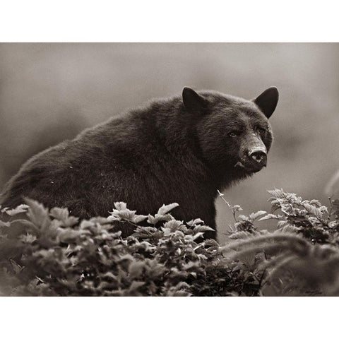 Black bear in Huckleberry Sepia Black Modern Wood Framed Art Print with Double Matting by Fitzharris, Tim