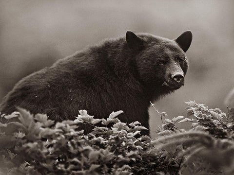 Black bear in Huckleberry Sepia Black Ornate Wood Framed Art Print with Double Matting by Fitzharris, Tim