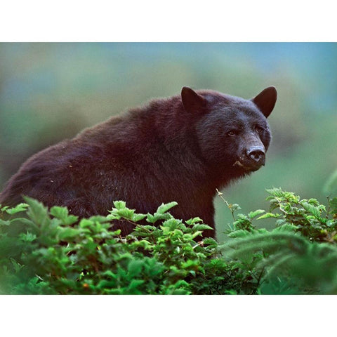 Black bear in Huckleberry Black Modern Wood Framed Art Print with Double Matting by Fitzharris, Tim