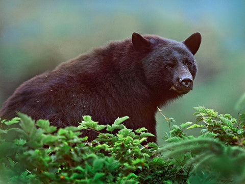 Black bear in Huckleberry White Modern Wood Framed Art Print with Double Matting by Fitzharris, Tim