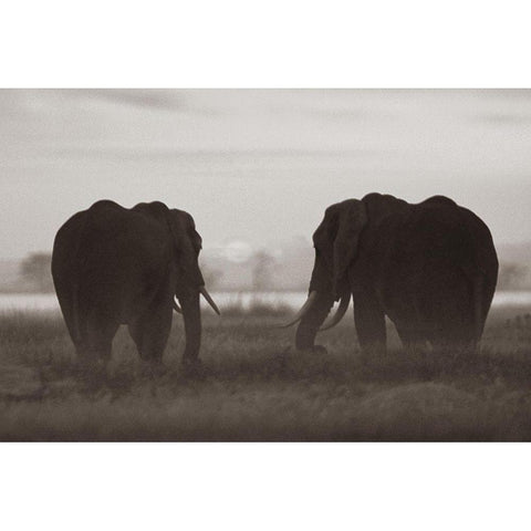 African Elephants at sunrise-Amboseli National Reserve-Kenya Sepia White Modern Wood Framed Art Print by Fitzharris, Tim