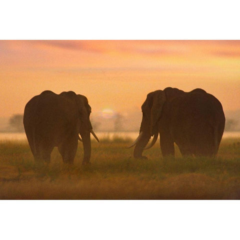 African Elephants at sunrise-Amboseli National Reserve-Kenya Gold Ornate Wood Framed Art Print with Double Matting by Fitzharris, Tim