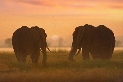 African Elephants at sunrise-Amboseli National Reserve-Kenya Black Ornate Wood Framed Art Print with Double Matting by Fitzharris, Tim