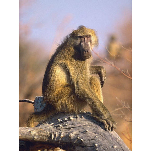 Olive baboon-Kenya White Modern Wood Framed Art Print by Fitzharris, Tim