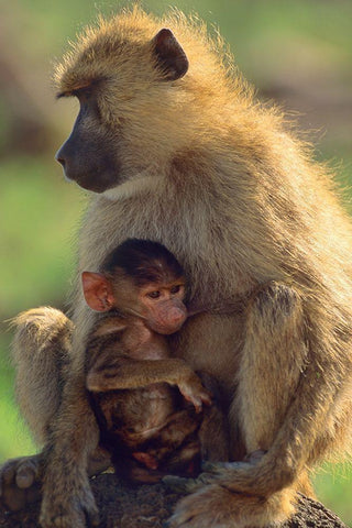 Olive baboon-mother and baby-Kenya White Modern Wood Framed Art Print with Double Matting by Fitzharris, Tim