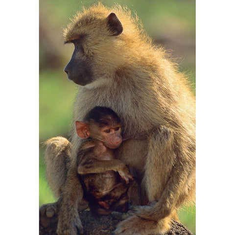 Olive baboon-mother and baby-Kenya Black Modern Wood Framed Art Print by Fitzharris, Tim