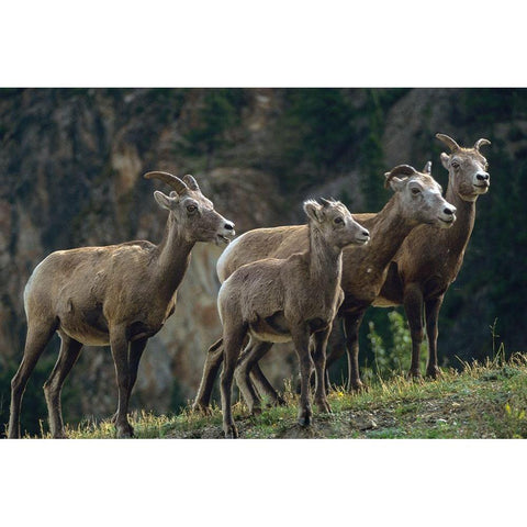 Bighorn Sheep White Modern Wood Framed Art Print by Fitzharris, Tim