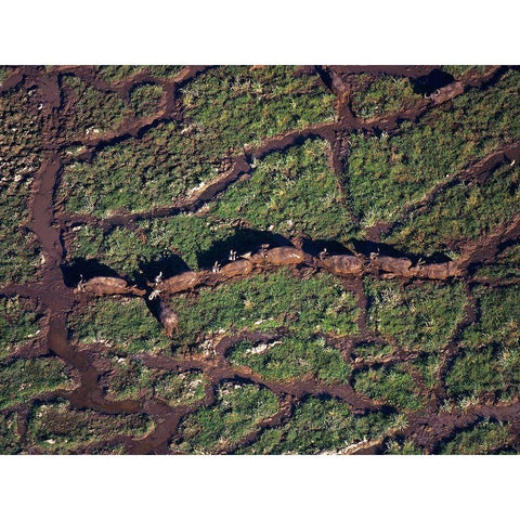 African buffalo herd in swamp-Amboseli-Kenya Gold Ornate Wood Framed Art Print with Double Matting by Fitzharris, Tim