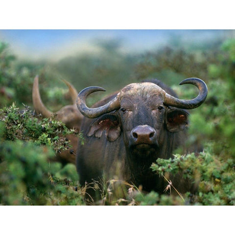 African buffalo Black Modern Wood Framed Art Print with Double Matting by Fitzharris, Tim