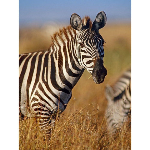 Zebra White Modern Wood Framed Art Print by Fitzharris, Tim