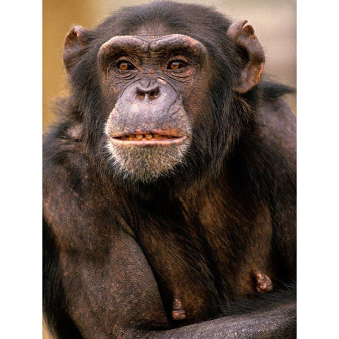 Chimpanzee Black Modern Wood Framed Art Print with Double Matting by Fitzharris, Tim