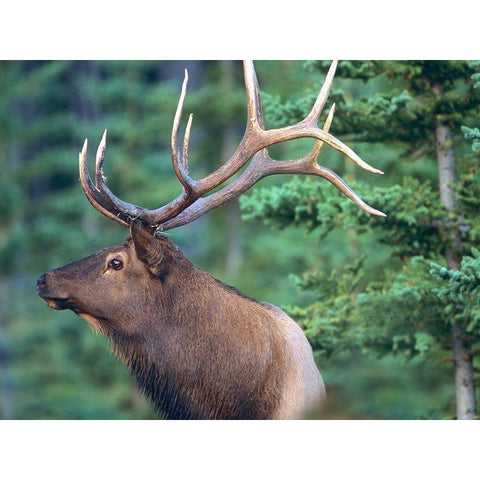 Elk White Modern Wood Framed Art Print by Fitzharris, Tim