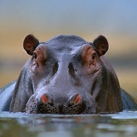 Hippopotamus-Mara River-Kenya White Modern Wood Framed Art Print by Fitzharris, Tim