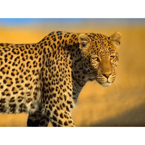 Leopard-Kenya Black Modern Wood Framed Art Print by Fitzharris, Tim