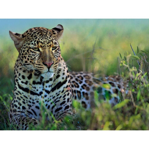 Leopard-Kenya Gold Ornate Wood Framed Art Print with Double Matting by Fitzharris, Tim