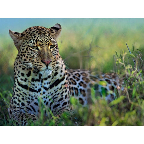 Leopard-Kenya Black Modern Wood Framed Art Print with Double Matting by Fitzharris, Tim