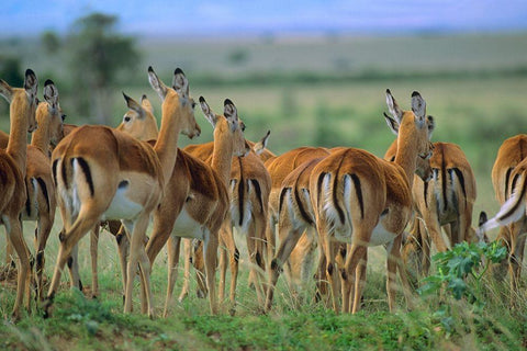 Impala Herd Kenya Black Ornate Wood Framed Art Print with Double Matting by Fitzharris, Tim