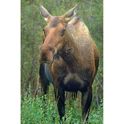 Moose Black Modern Wood Framed Art Print by Fitzharris, Tim