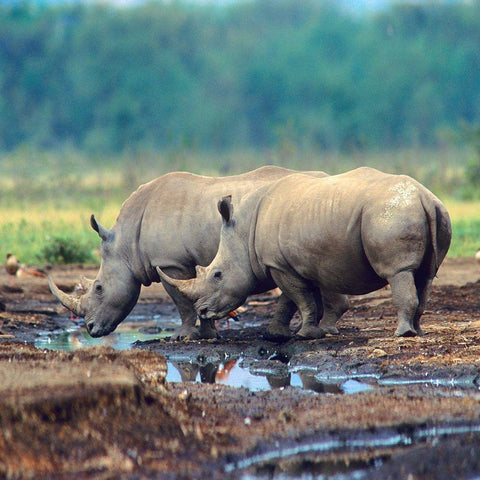 White Rhinoceros-Kenya White Modern Wood Framed Art Print with Double Matting by Fitzharris, Tim