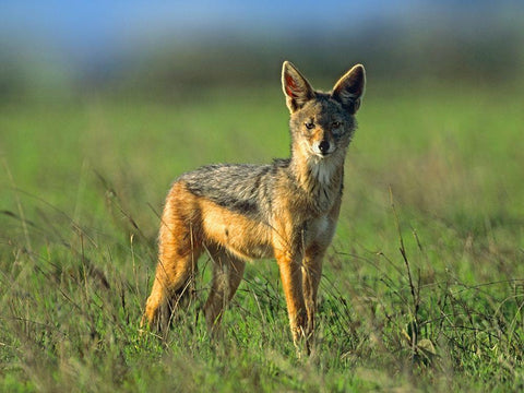 Silver-backed Jackal-Kenya White Modern Wood Framed Art Print with Double Matting by Fitzharris, Tim