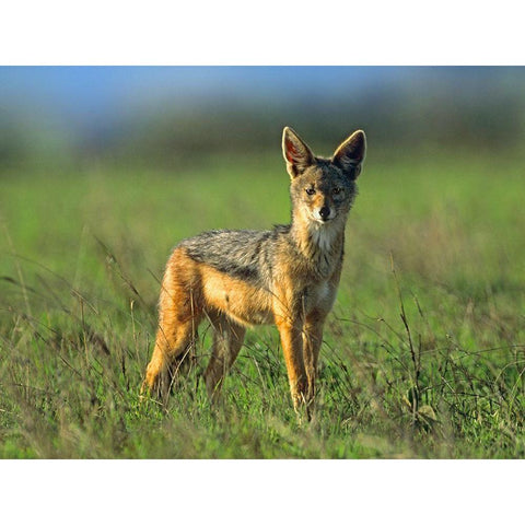 Silver-backed Jackal-Kenya Black Modern Wood Framed Art Print by Fitzharris, Tim