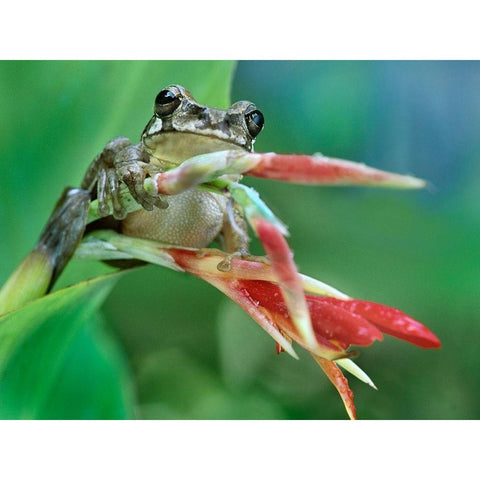 Tree frog on heleconia Gold Ornate Wood Framed Art Print with Double Matting by Fitzharris, Tim