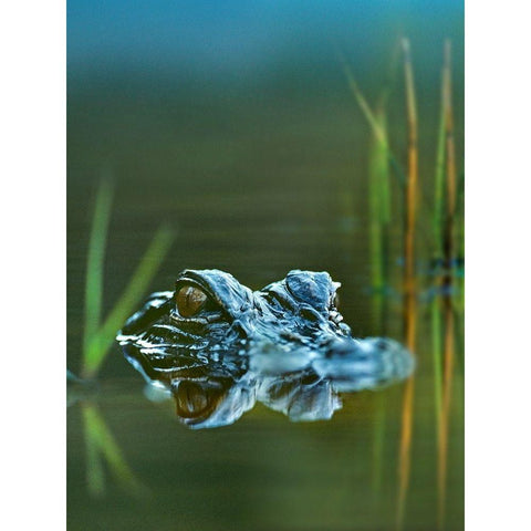 American alligator White Modern Wood Framed Art Print by Fitzharris, Tim